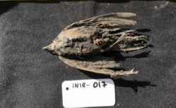 つい最近死んだように見える鳥、実は4万6000年前のハマヒバリだった：ストックホルム大学
