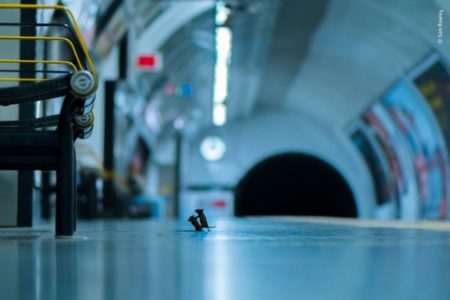 地下鉄でネズミが喧嘩…英の写真コンテストに入賞した作品がユニーク