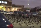 まるでホラー映画！米のスーパーに無数の黒い鳥が襲来【動画】