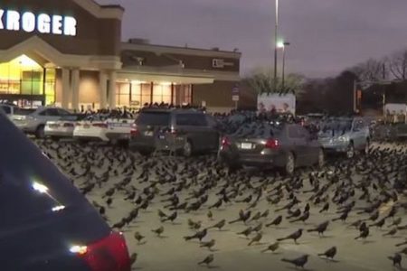 まるでホラー映画！米のスーパーに無数の黒い鳥が襲来【動画】