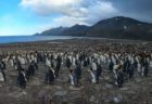 遥か彼方まで…ペンギンの巨大な群れをとらえた動画が圧巻
