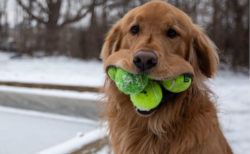 テニスボール1度に6個咥える犬、ギネス記録にまっしぐら