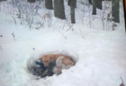 雪の吹きだまりで6匹の子を産み3週間耐えた犬、救出される