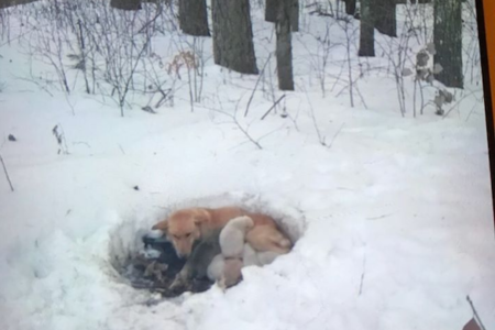 雪の吹きだまりで6匹の子を産み3週間耐えた犬、救出される