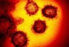 新型コロナウイルスに「L型」「S型」2つのタイプが存在か、中国の研究者が発表