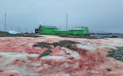 血のように赤く染まった雪、南極大陸の沿岸部に出現