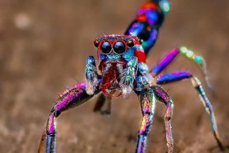 極彩色の輝きを放つカラフルなクモ、インドのアマチュア写真家が撮影