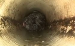 生まれて間もない子犬が狭いパイプの中に…配管工がなんとか救助に成功