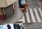 恐竜の姿で自宅待機から逃れようとした男性、警察に捕まる【スペイン】