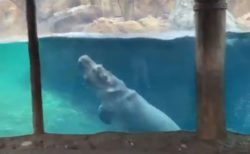 まるでクジラのよう！カバの子供がしなやかな動きで泳いでいく【動画】