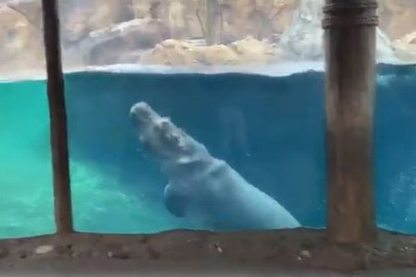 まるでクジラのよう カバの子供がしなやかな動きで泳いでいく 動画 Switch News スウィッチ ニュース