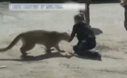 恐ろしい瞬間、米で女性警察官が野生のマウンテンライオンと素手で格闘【動画】