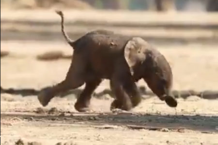 何度も立ち上がろうとする象の赤ちゃんに、胸が熱くなる【動画】
