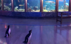 コロナウイルス対策で一時閉館した水族館を、ペンギンたちがお客になって見学