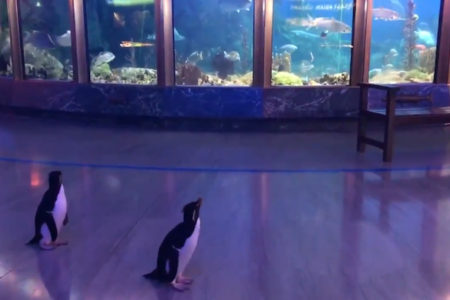 コロナウイルス対策で一時閉館した水族館を、ペンギンたちがお客になって見学