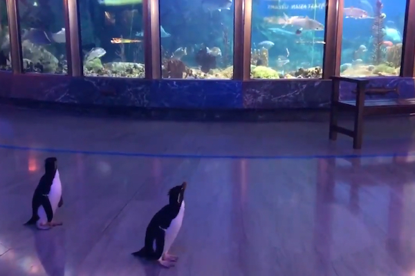 コロナウイルス対策で一時閉館した水族館を、ペンギンたちがお客になって見学