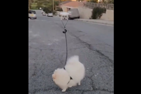 コロナ封鎖の街、ドローンを使って犬を散歩させる動画が話題に