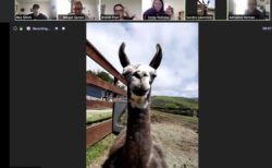 会議にヤギ？新型コロナで閉鎖中の牧場、オンライン会議に動物を“貸し出す”サービスを開始