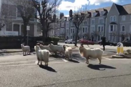 新型コロナで閑散とした英の街に、野生のヤギの群れが集まってきた！