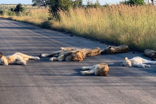 ロックダウンの影響で南アフリカの路上にライオンが出現、すやすやお昼寝