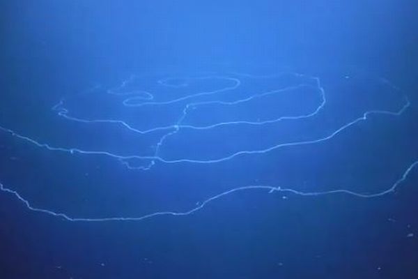 豪の海底で発見されたミステリアスな生物、なんと全体の長さは46m！【動画】