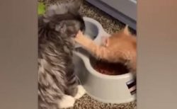 「僕のエサを食べんニャ！」仲間の顔を押しつづけて食べる子猫がかわいい