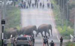 タイの道路に野生のゾウが出現、次から次へと現れ横断していく【動画】
