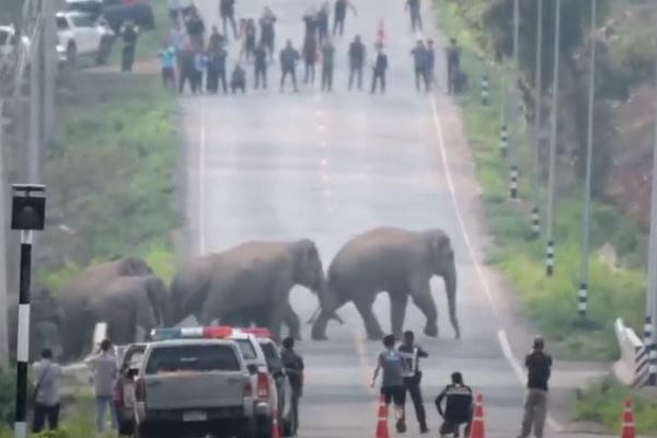 タイの道路に野生のゾウが出現、次から次へと現れ横断していく【動画】