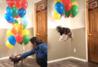 TikTokで異常人気の「飛ぶ犬」動画が笑える