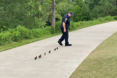 外出規制で巡回中の警官、迷子の子ガモを池に連れ帰る【動画】