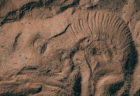 目の表情や鼻のしわまで細部もくっきり、眠った象が残した砂型の写真が話題に