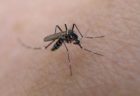 新型コロナウイルスは蚊によって伝播していくのか？パデュー大学