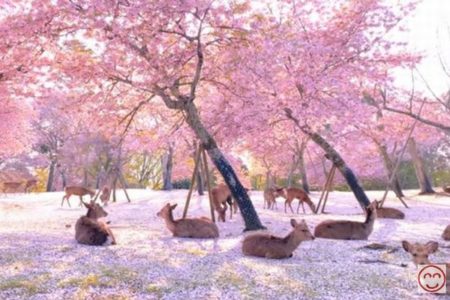 奈良で撮影されたシカたちの映像、桜の下で寛ぐ姿が美しいと海外でも話題に