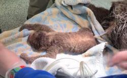 つぶらな瞳が可愛いナマケモノの赤ちゃん、米の動物園で難産の末に誕生