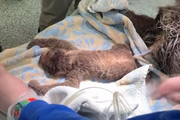 つぶらな瞳が可愛いナマケモノの赤ちゃん 米の動物園で難産の末に誕生 Switch News スウィッチ ニュース