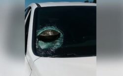 まるでマリオカート！走行中の車にカメが激突、フロントガラスに突き刺さる