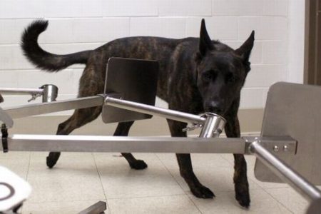 新型コロナ陽性患者を嗅ぎ分けるため、アメリカで犬のトレーニングを開始