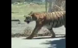メキシコの街にトラが出現、男性らが投げ縄で捕まえる様子が撮影される