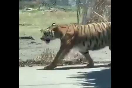 メキシコの街にトラが出現、男性らが投げ縄で捕まえる様子が撮影される