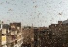 インドの街にイナゴの群れが大発生、通りや建物の屋根にもびっしり