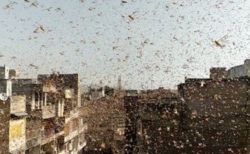インドの街にイナゴの群れが大発生、通りや建物の屋根にもびっしり