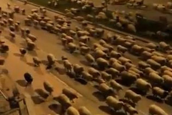 新型コロナで人が少なくなった通りに大量の羊が出現、道路を埋め尽くす