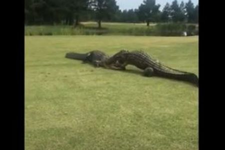 ゴルフ場のど真ん中で巨大ワニが格闘！噛みつき合う姿を撮影