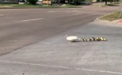 道路を横断中のカモの親子、車にひかれそうになるも奇跡的に全員無事【動画】