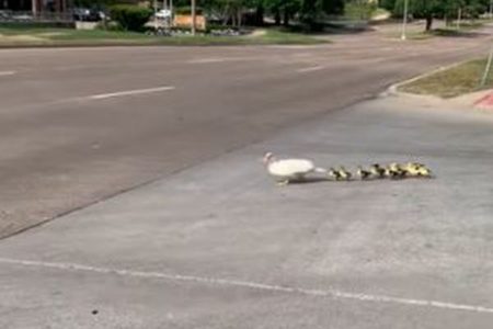 道路を横断中のカモの親子、車にひかれそうになるも奇跡的に全員無事【動画】