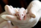 米の研究者が人の細胞を4％持つマウスの“キメラ”を生み出す…動物内のヒト細胞が過去最高の割合