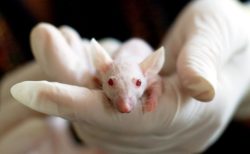 米の研究者が人の細胞を4％持つマウスの“キメラ”を生み出す…動物内のヒト細胞が過去最高の割合