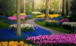 ロックダウンで観光客が消えた「世界一美しい花園」の風景