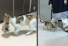 親猫が病気の子猫をくわえて救急救命室に運び込んだ