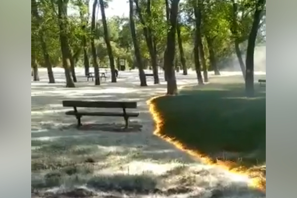【動画】公園に広がる炎、草木だけ焼かれないのが不思議